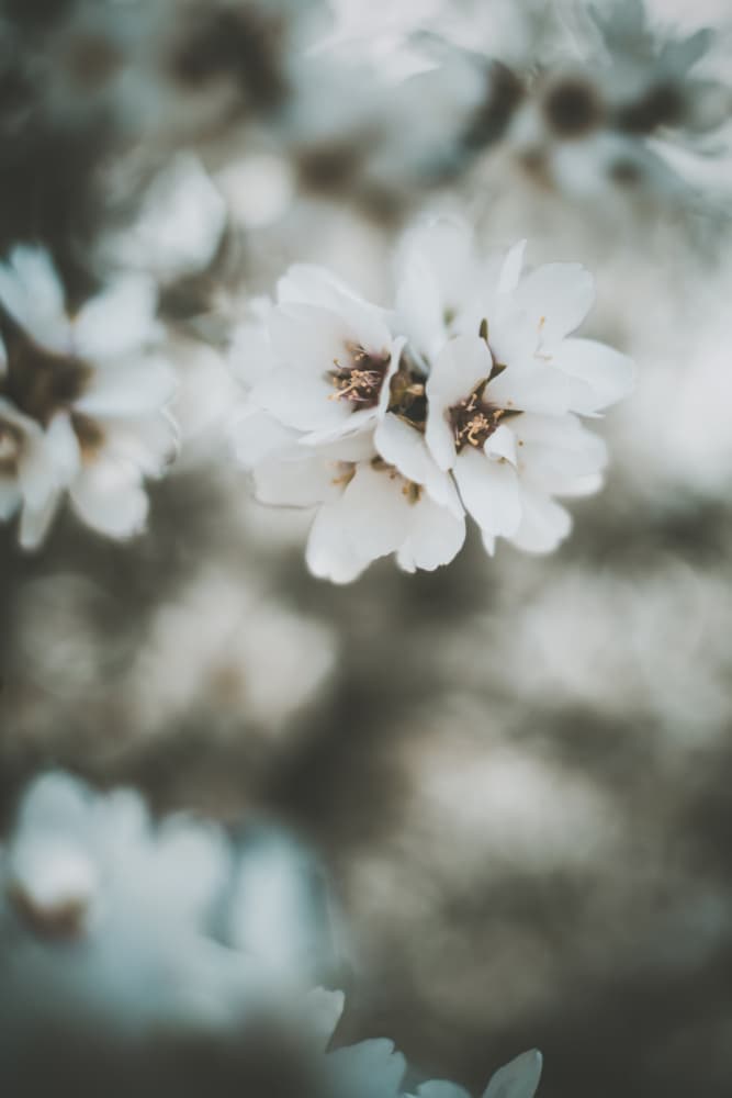 Delicate White Blossoms by Tim Mossholder — canvas wall art