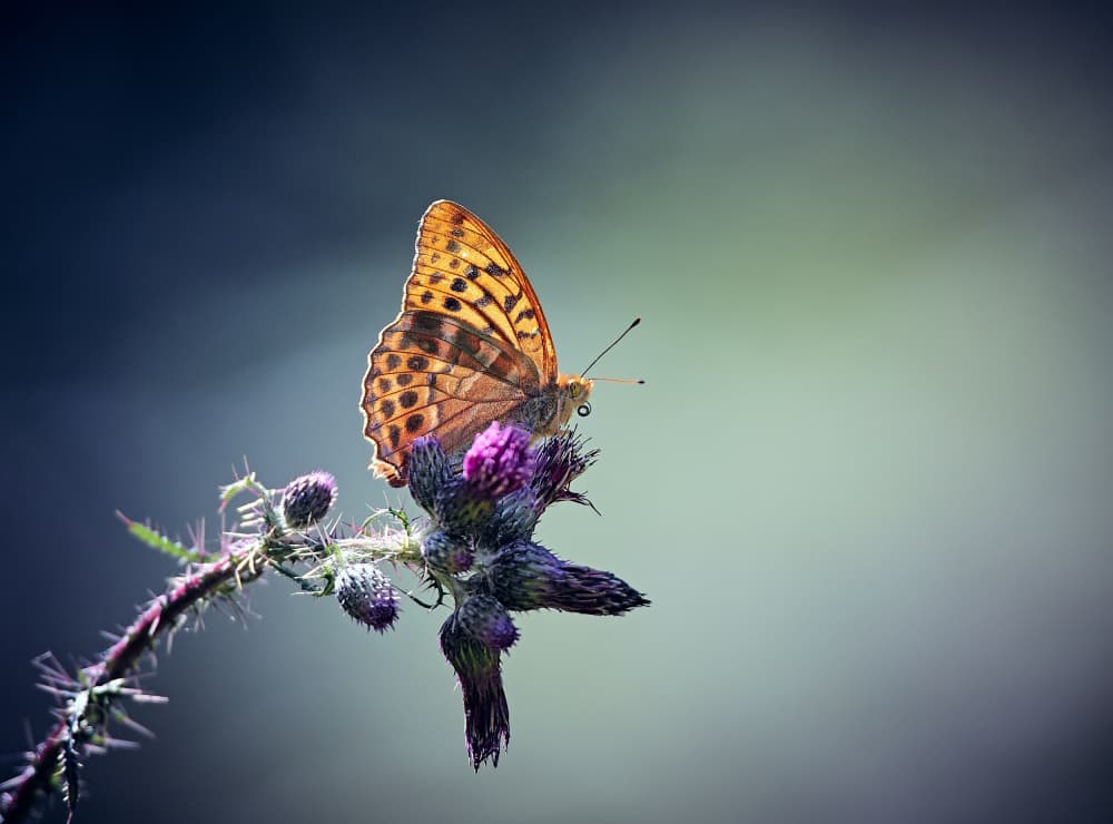 Spotted Butterfly On Thistle by Stuart Williams — canvas wall art