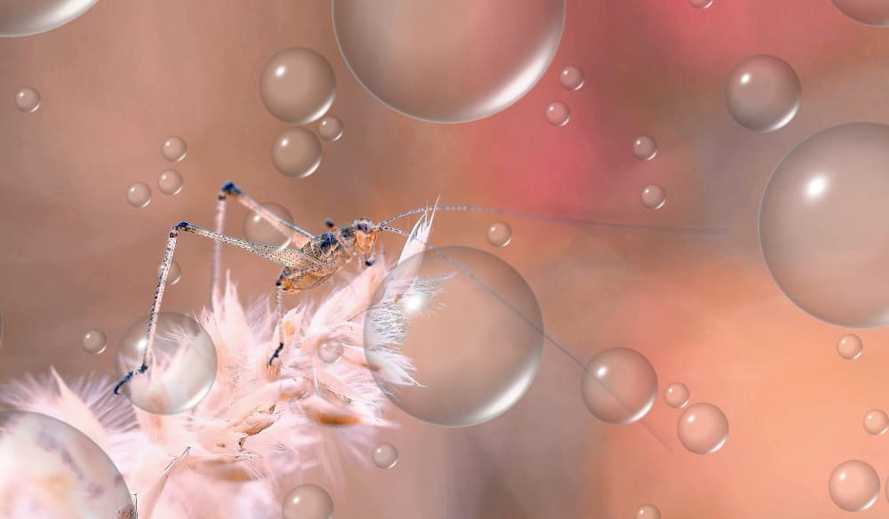 Ethereal Insect Bubbles by Thierry Dufour — canvas wall art