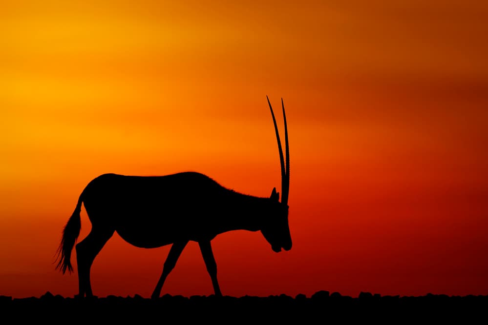 Oryx Sunset Silhouette by Haitham AL Farsi — canvas wall art