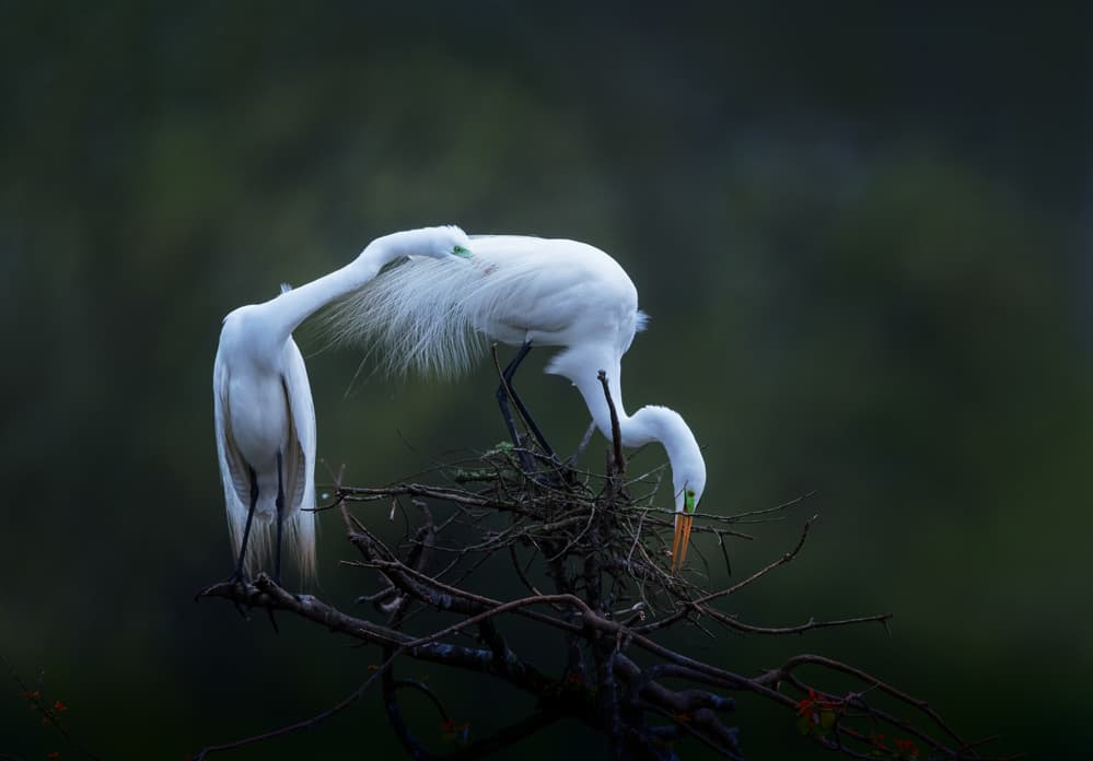 Elegant Egret Pair by Sheila Xu — canvas wall art