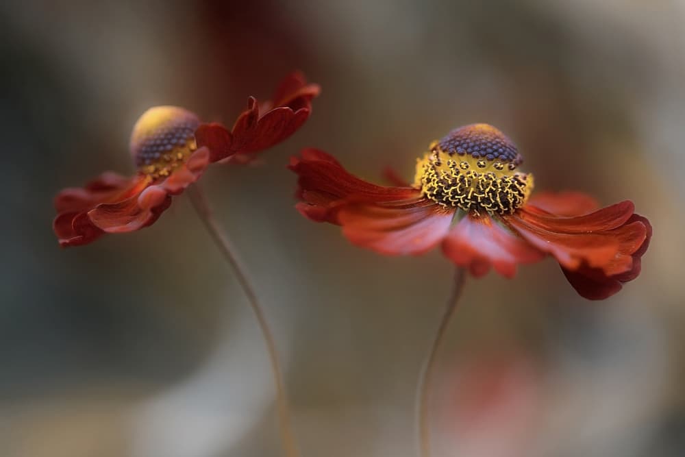 Helenium dance by Mandy Disher — canvas wall art