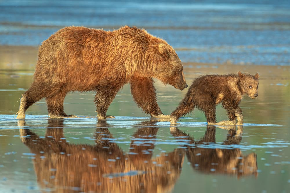 Brown Bear Family Stroll by Jeffrey C. Sink — canvas wall art