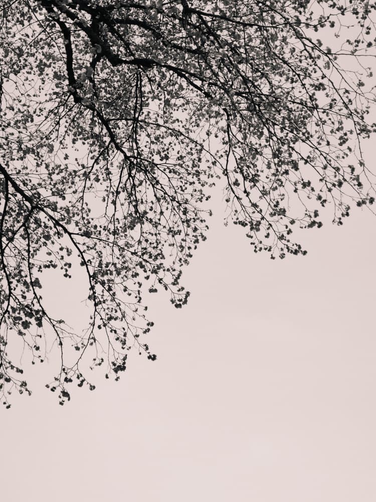 Serene Tree Branches by Bilge Paksoylu — canvas wall art