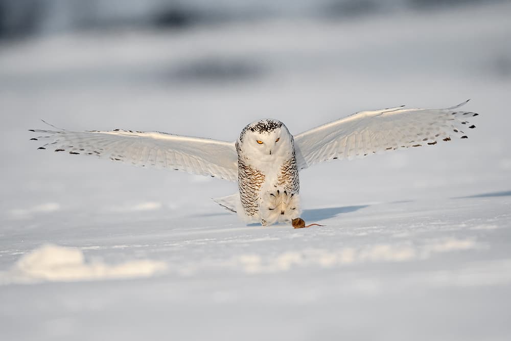 Snowy Owl With Prey by Marco Pozzi — canvas wall art