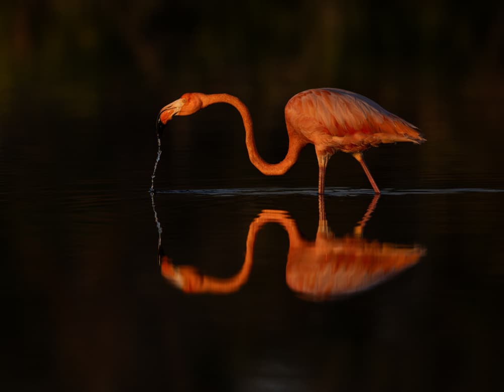 Pink Flamingo Reflection by Liwen Tao — canvas wall art