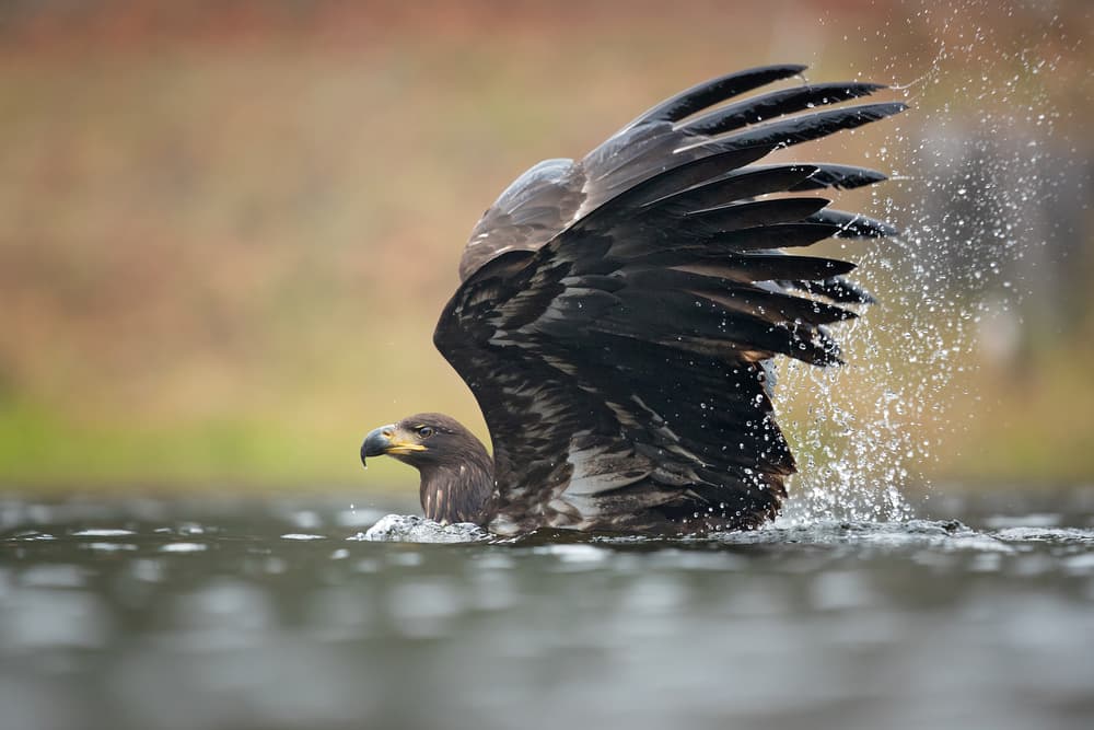 Dynamic Eagle Splash by Milan Zygmunt — canvas wall art