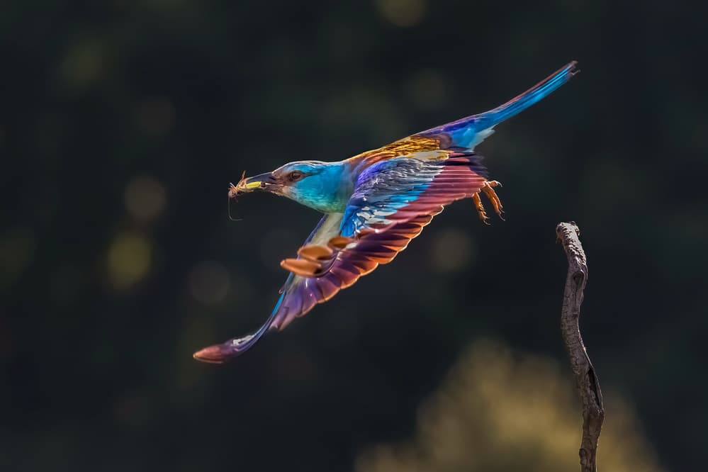 Vibrant Roller In Flight by Jun Zuo — canvas wall art