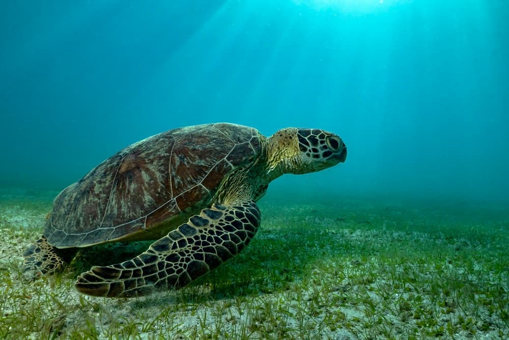 Green Sea Turtle Underwater by Serge Melesan — canvas wall art