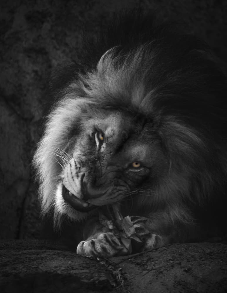 Majestic Lion Gaze by Alex Zhao — canvas wall art