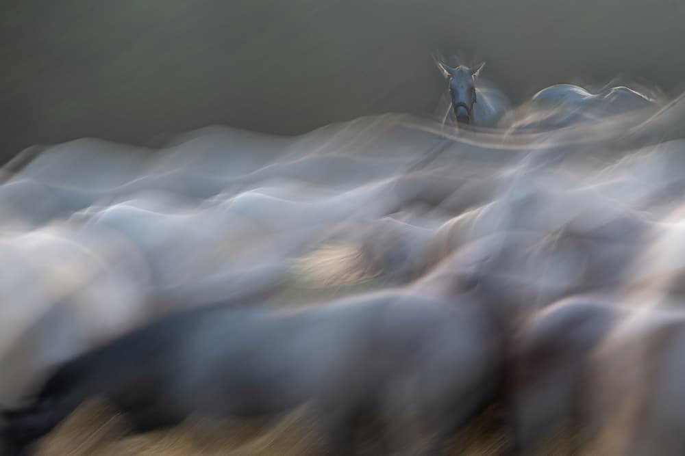 Abstract Running Horses by Milan Malovrh — canvas wall art