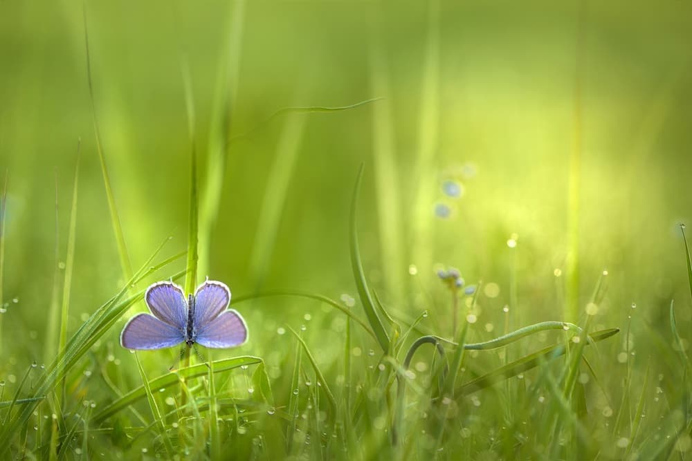 Blue Butterfly Morning Dew by Wil Mijer — canvas wall art