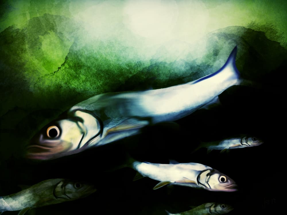 Swimming School of Fish by Jocelyn Wortley — canvas wall art