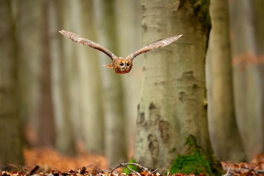 Flying Tawny Owl by Milan Zygmunt — canvas wall art
