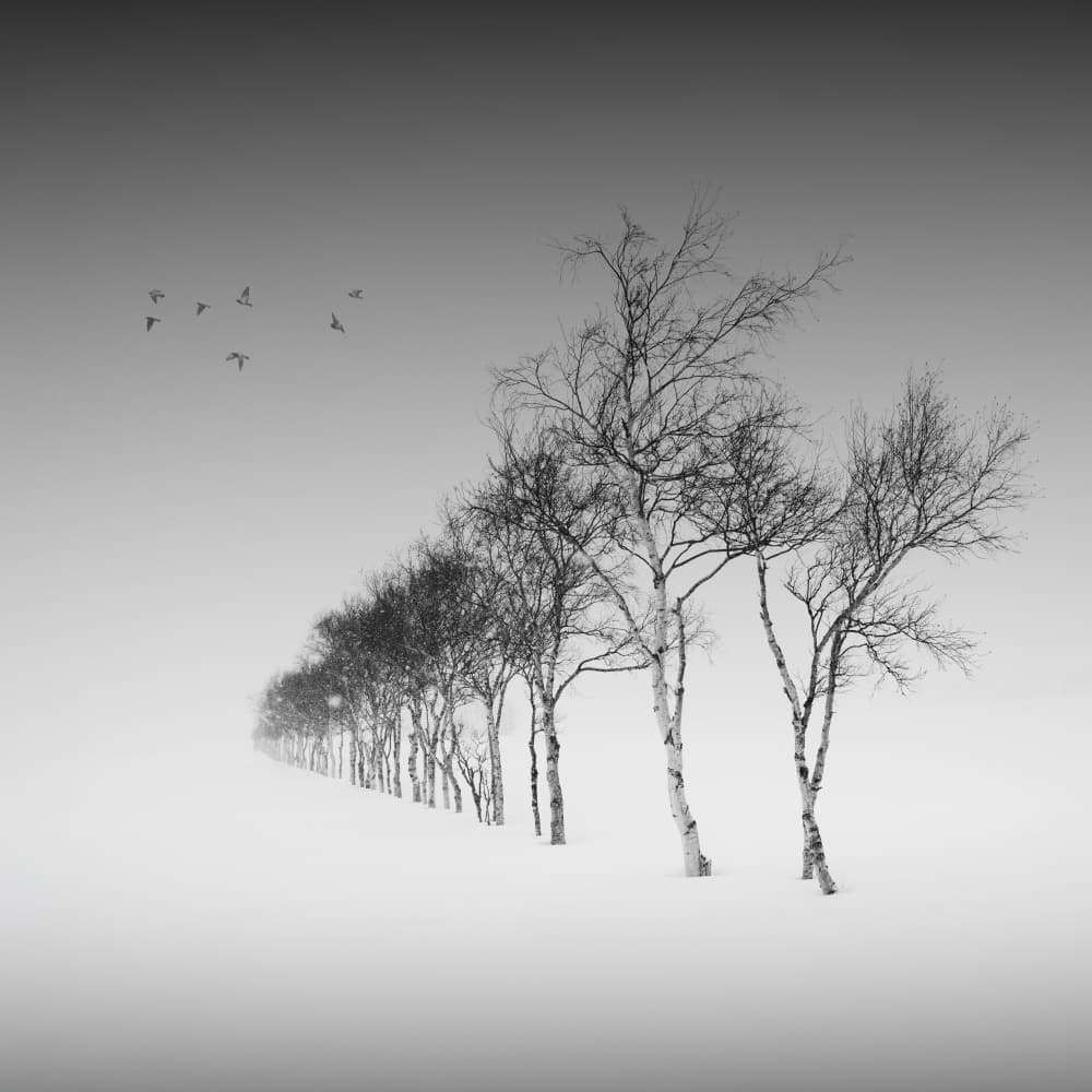 Birch Trees Winter Snow by Dawn X W — canvas wall art