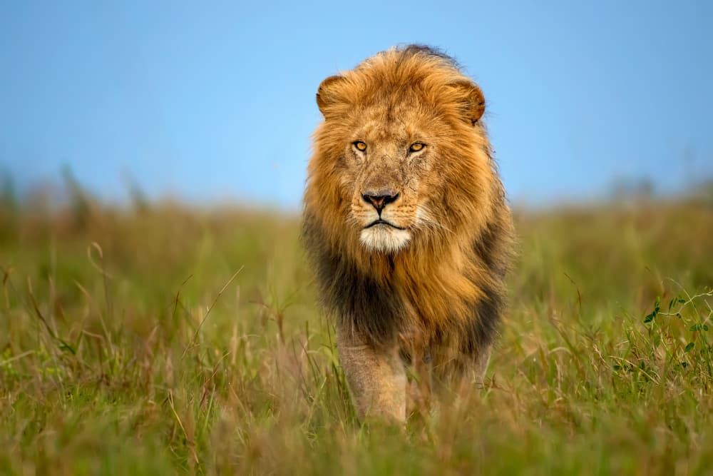 Majestic Lion Stride by Xavier Ortega — canvas wall art