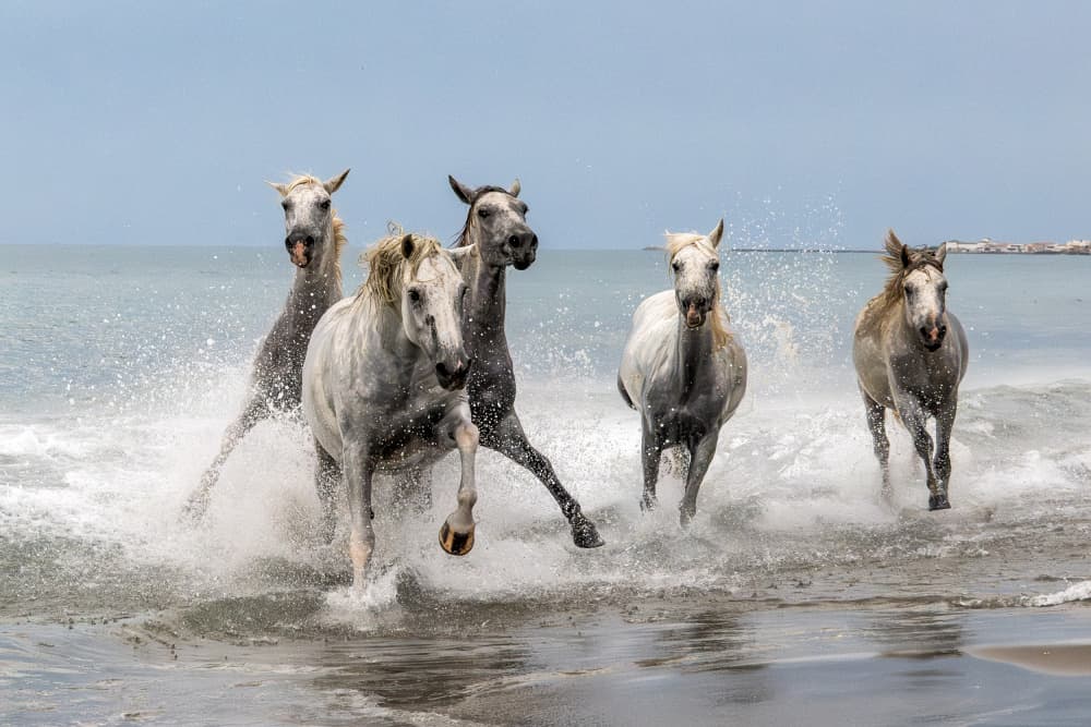 Wild Horses Running Ocean by Joško Šimic — canvas wall art