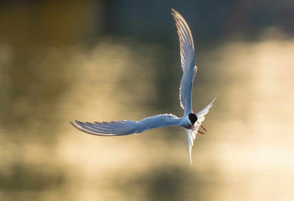 Tern in Golden Light by Allan Wallberg — canvas wall art