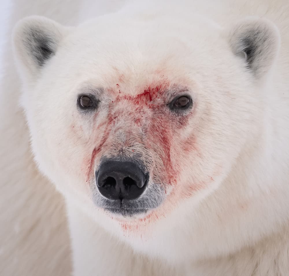 Arctic Hunter Portrait by Liwen Tao — canvas wall art