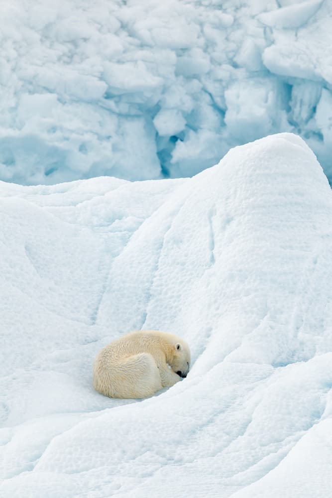 Peaceful Arctic Slumber by Joan Gil Raga — canvas wall art