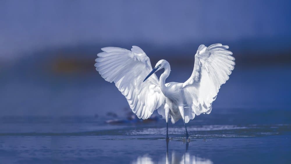 Majestic Egret Spreads Wings by David Manusevich — canvas wall art