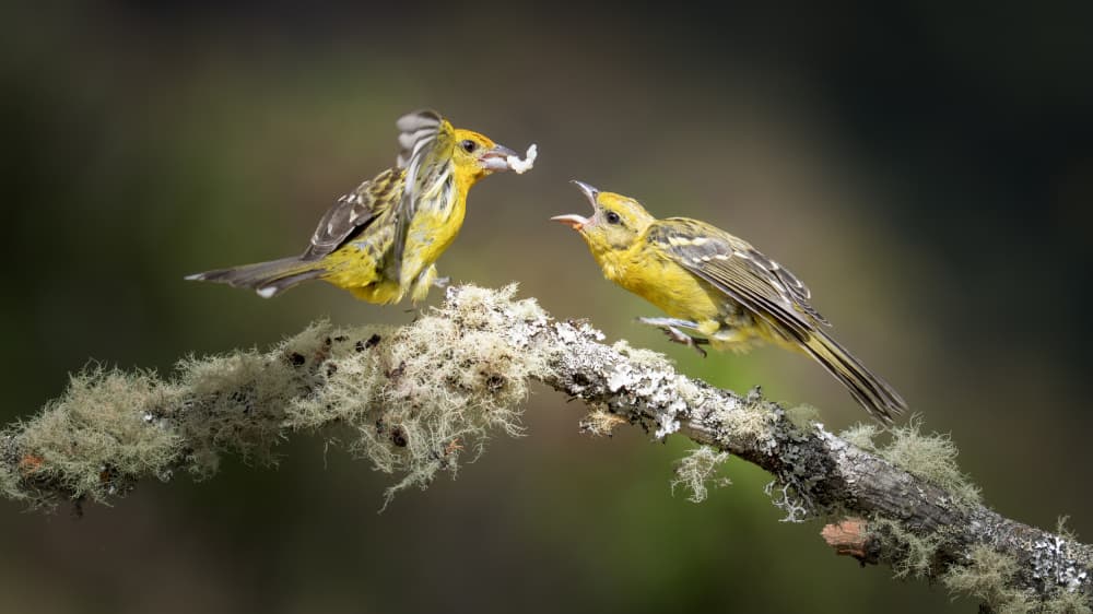 Yellow Birds Feeding by tianhuayu — canvas wall art
