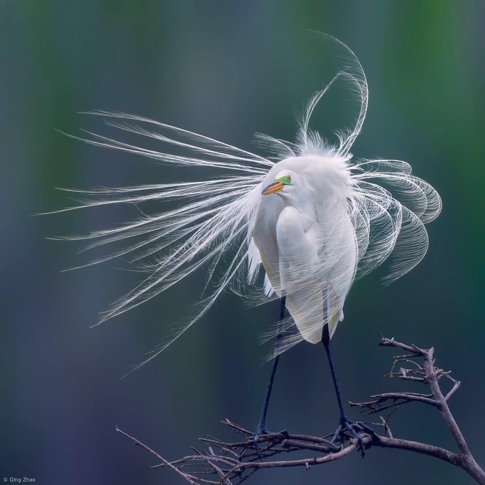 Shape of the Wind by Qing Zhao — canvas wall art