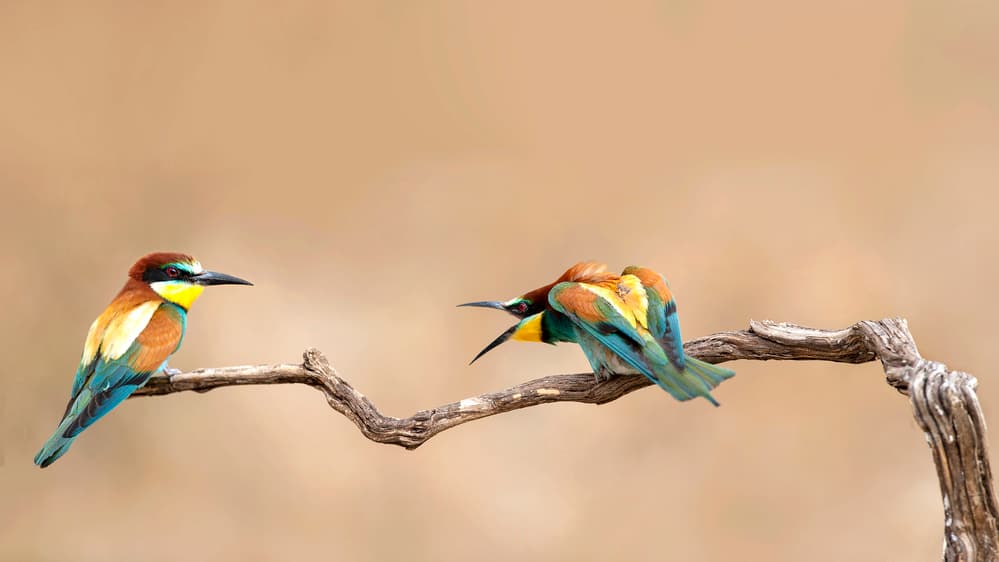 Colorful Birds Talk by Eyal Amer — canvas wall art