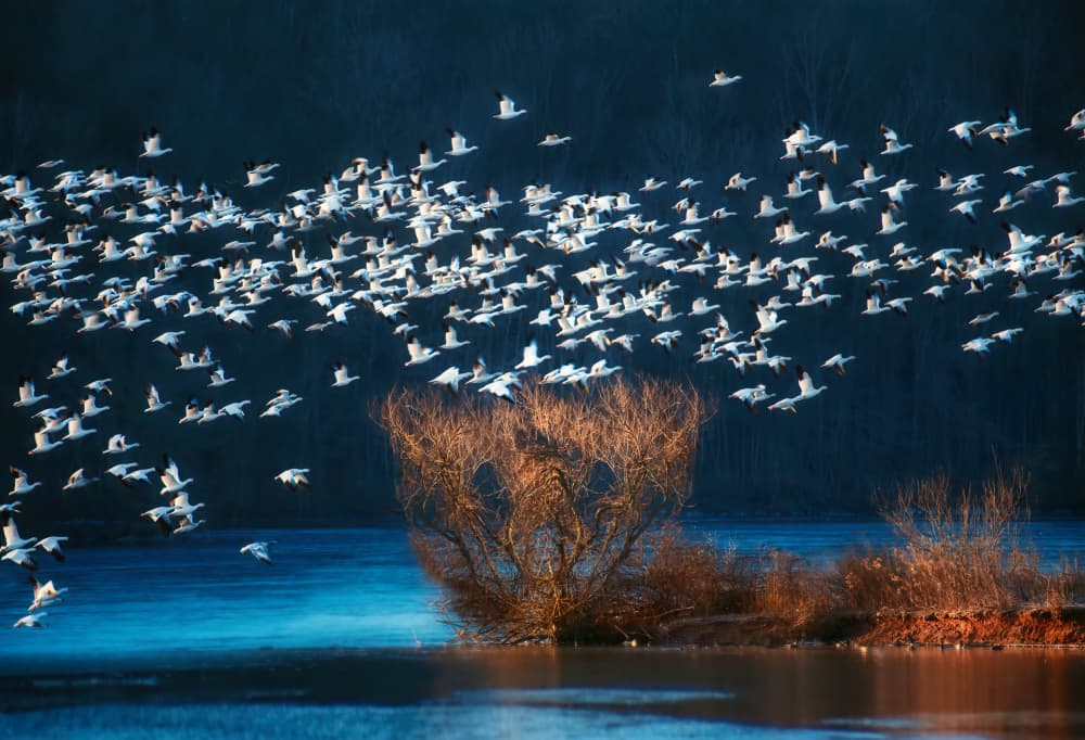Snow Geese Winter Flight by Catherine Wang — canvas wall art