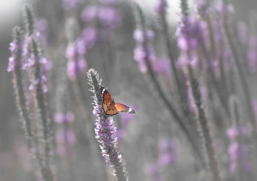 Orange Butterfly on Bloom by Natalia Rublina — canvas wall art