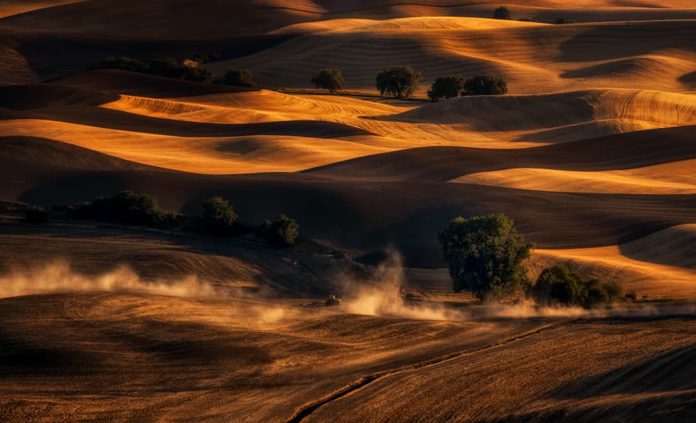 Dusty Golden Fields by Joanna W — canvas wall art