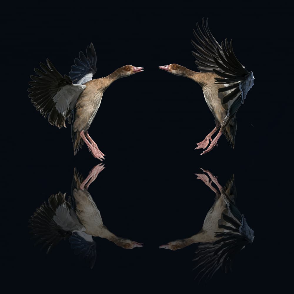 Symmetrical Duck Flight by Boris Lichtman — canvas wall art