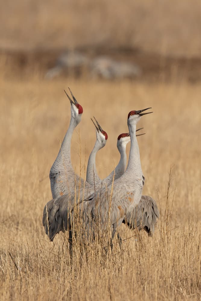 Calling Sandhill Cranes by Bill Lu — canvas wall art