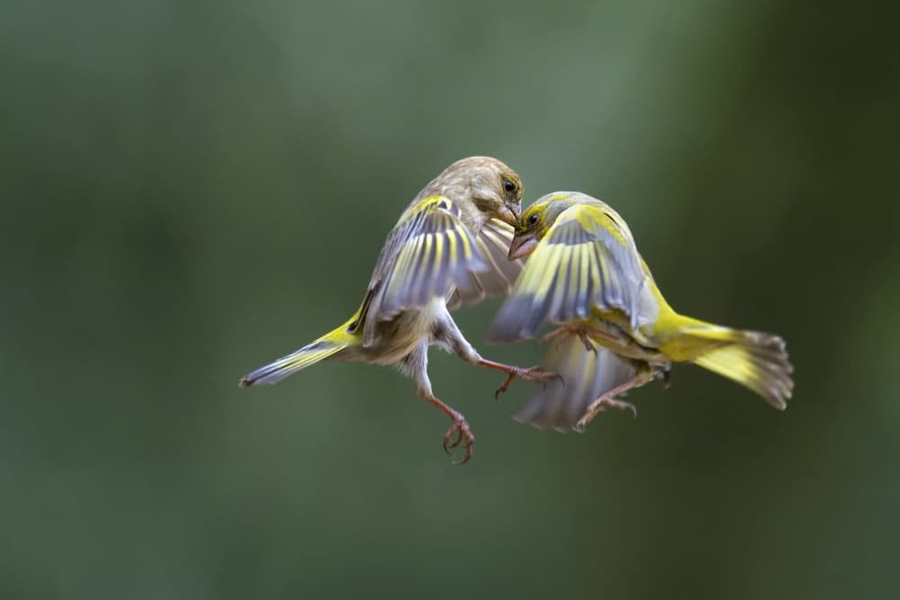 Vibrant Birds In Flight by Marco Redaelli — canvas wall art