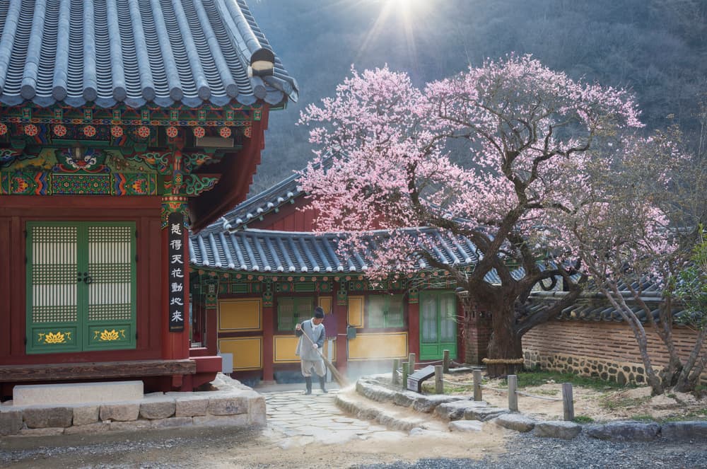 Korean Temple Blossoms by Jaeyoun Ryu — canvas wall art