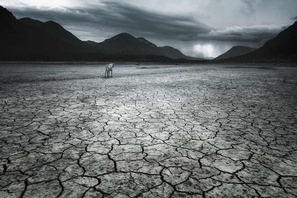Lone Horse Dry Land by Uschi Hermann — canvas wall art