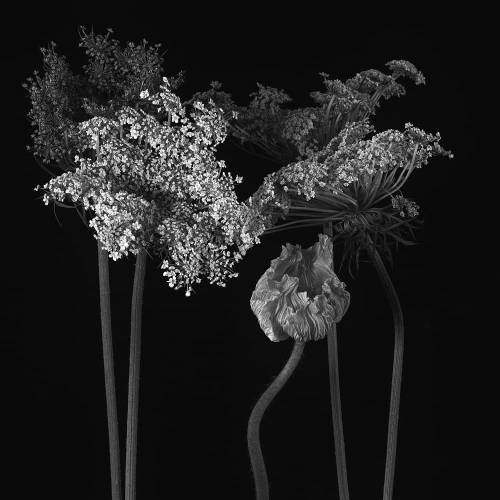 Elegant Black White Botanicals by Penny Myles — canvas wall art