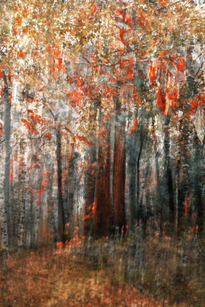 Autumn Forest Glow by Christina Sillen — canvas wall art