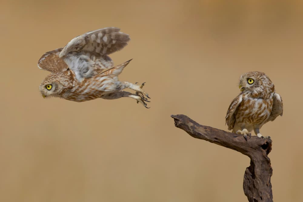 Owl Flight and Perch by David Manusevich — canvas wall art
