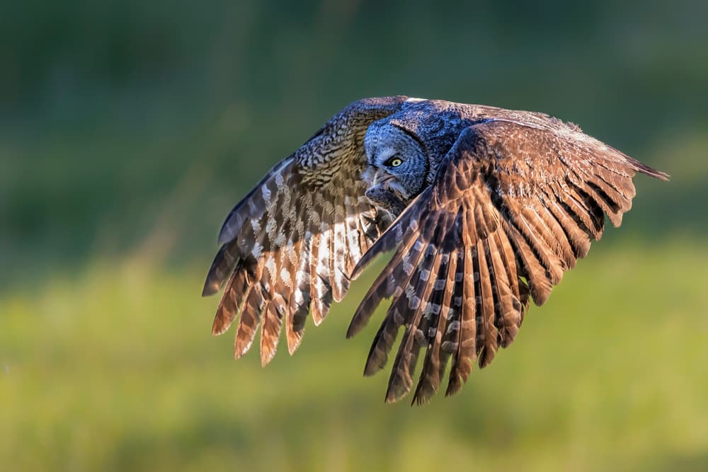 Intense Owl In Flight by Jun Zuo — canvas wall art