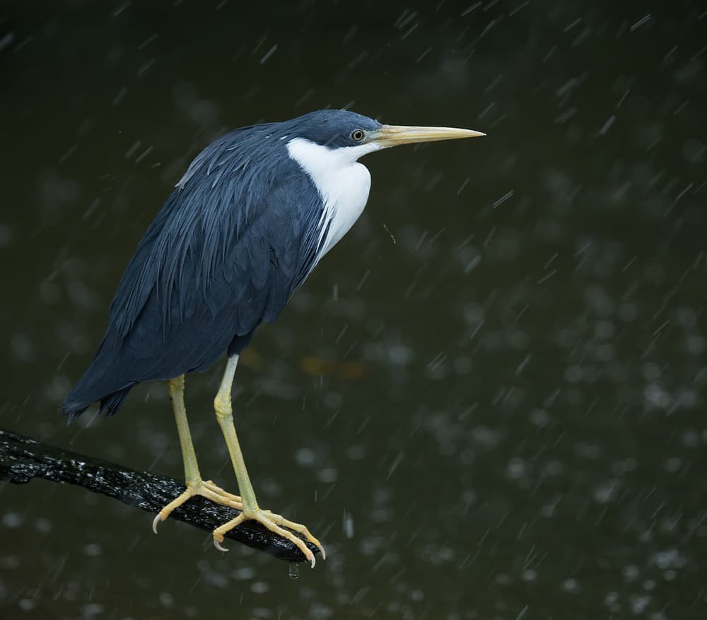 Pied Heron In Rain by Jacqueline Hammer — canvas wall art