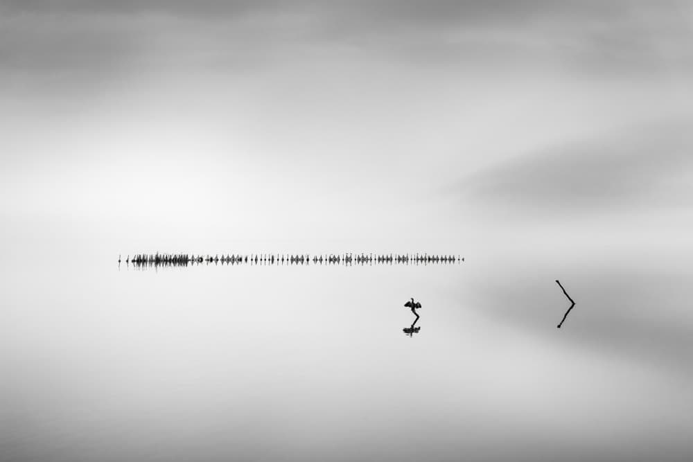 Minimalist Bird Horizon by George Digalakis — canvas wall art