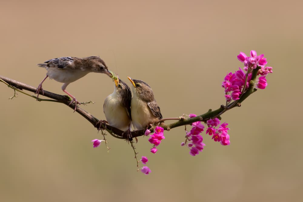 Feeding Baby Birds by Lisdiyanto Suhardjo — canvas wall art