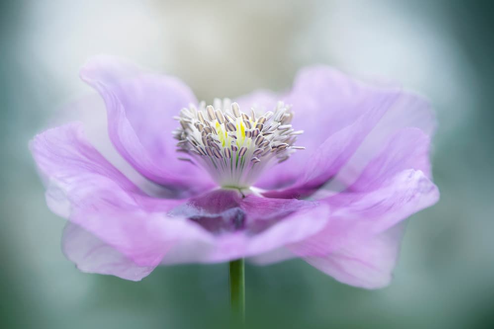 Dreamy Purple Poppy Flower by Jacky Parker — canvas wall art