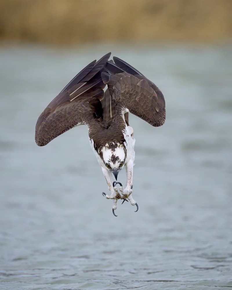Osprey Hunting Dive by Johnny Chen — canvas wall art