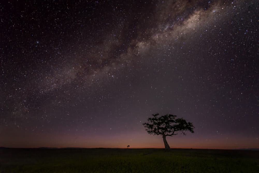 Milky Way Lone Tree by John J. Chen — canvas wall art