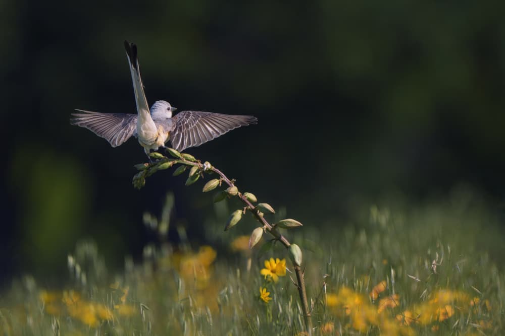 Cuckoo Spreading Wings by Qing Zhao — canvas wall art