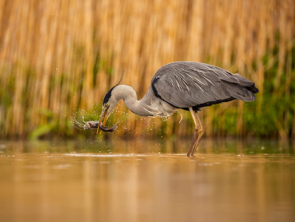 Heron's Catch by Judy Tseng — canvas wall art