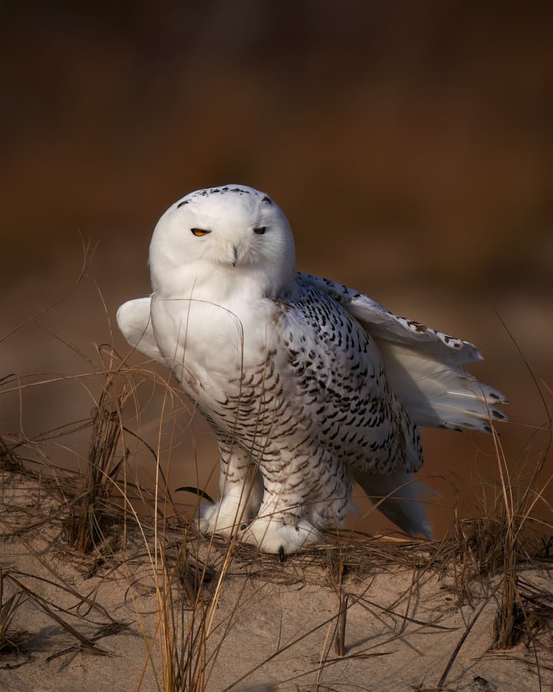 Snowy Owl Watch by Johnny Chen — canvas wall art