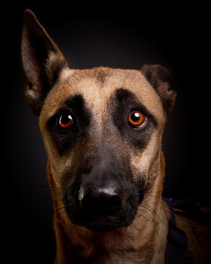 Soulful Dog Portrait by Javier del Puerto Photography — canvas wall art
